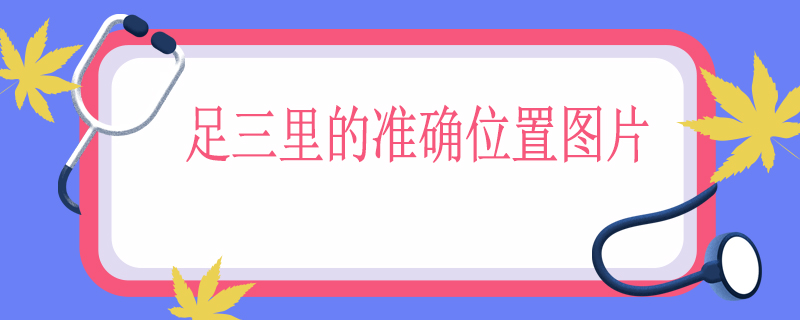 足三里的准确位置图片