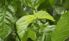 桑叶茶可以天天喝吗,桑叶茶每天喝多少