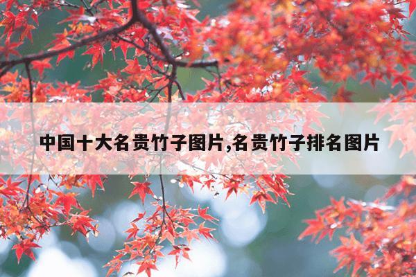 中国十大名贵竹子图片,名贵竹子排名图片