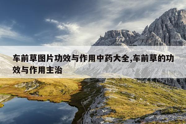 车前草图片功效与作用中药大全,车前草的功效与作用主治