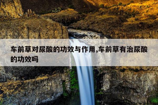 车前草对尿酸的功效与作用,车前草有治尿酸的功效吗