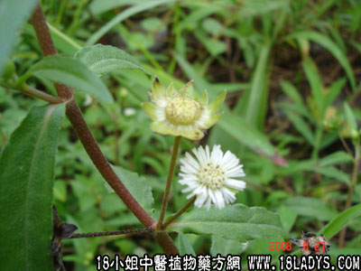 中药大全：白花蟛蜞草