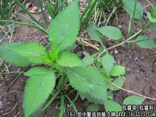 败酱草(胭脂麻)【败酱科】