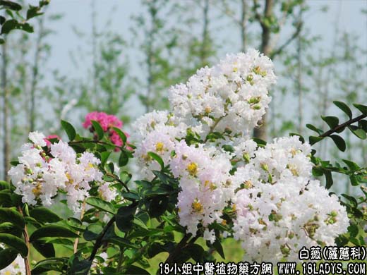 中药大全：白薇(芒草)【萝蘑科】