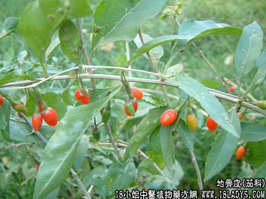 中药大全：地骨皮(山枸杞根)【茄科】