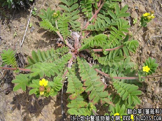 中药大全：翻白草