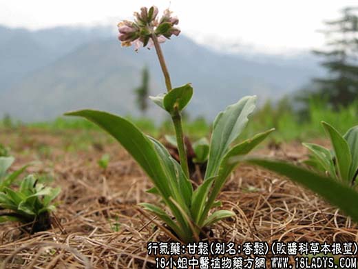 中草药名称：甘松