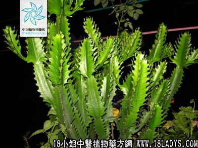 火殃勒(中药材植物名:火殃勒)(植物科目:大戟科