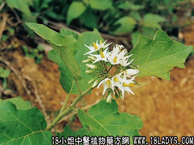 金钮头(中药材植物名:水茄)(植物科目:茄科)