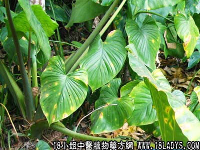 中药大全：簕茨菇