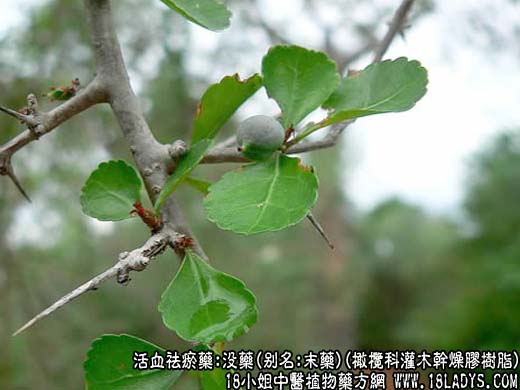 中草药图谱：没药