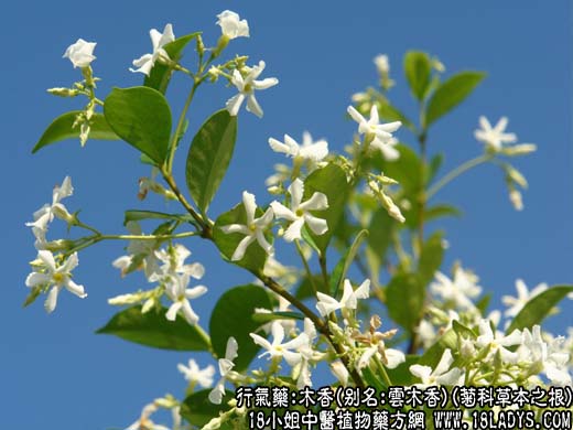 中草药名称：木香