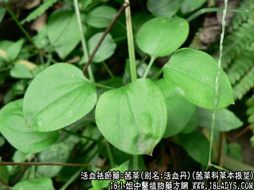 中药大全：茜草