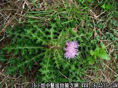 山萝卜(中药材植物名:大蓟)(植物科目:菊科)