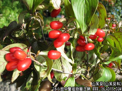 中药大全：山茱萸