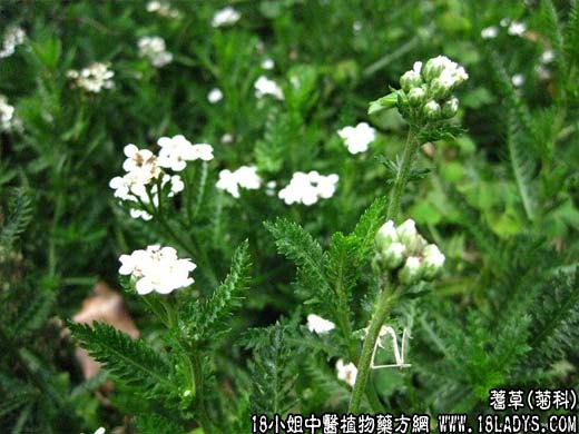 中药大全：蓍草(一支蒿)【菊科】