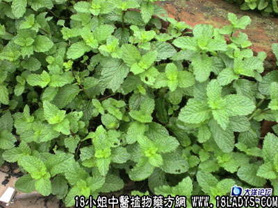 中药大全：香花菜