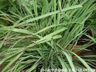 中药大全：香茅