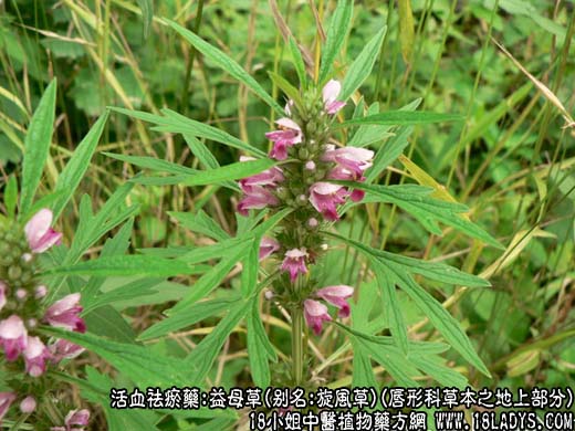 中药大全：益母草