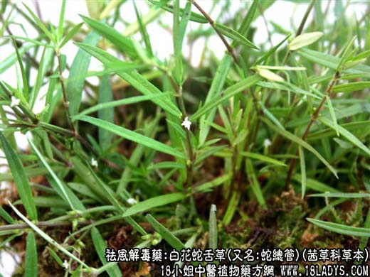 中药大全：白花蛇舌草