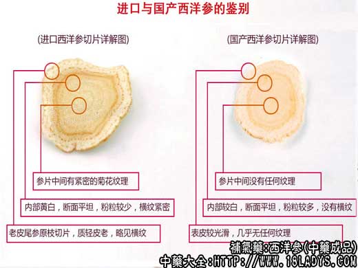 西洋参/花旗参图片