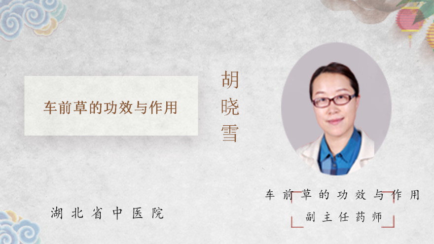 车前草的功效与作用