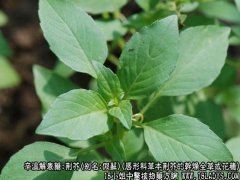 <b>荆芥图片_荆芥的功效与作用</b>