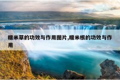 糯米草的功效与作用图片,糯米根的功效与作用