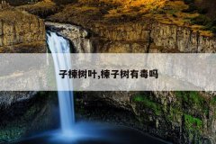 子楝树叶,楝子树有毒吗