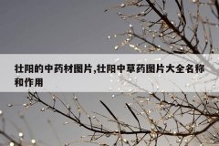 壮阳的中药材图片,壮阳中草药图片大全名称和作用
