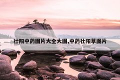 <b>壮阳中药图片大全大图,中药壮阳草图片</b>