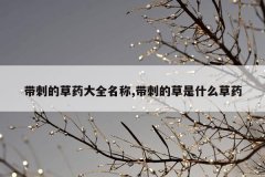 带刺的草药大全名称,带刺的草是什么草药