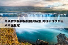 <b>中药材肉桂和桂枝图片区别,肉桂和桂枝的区别中医世家</b>