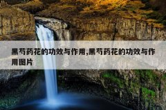 <b>黑芍药花的功效与作用,黑芍药花的功效与作用图片</b>