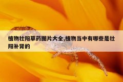 植物壮阳草药图片大全,植物当中有哪些是壮阳补肾的