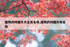 <b>植物药材图片大全及名称,植物药材图片和名称</b>