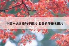 <b>中国十大名贵竹子图片,名贵竹子排名图片</b>