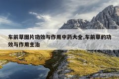 车前草图片功效与作用中药大全,车前草的功效与作用主治
