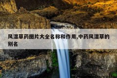 风湿草药图片大全名称和作用,中药风湿草的别名