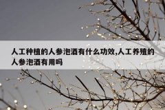 <b>人工种植的人参泡酒有什么功效,人工养殖的人参泡酒有用吗</b>