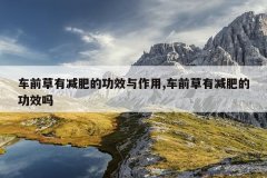 车前草有减肥的功效与作用,车前草有减肥的功效吗