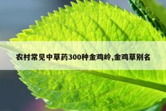<b>农村常见中草药300种金鸡岭,金鸡草别名</b>