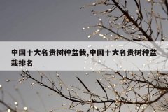 中国十大名贵树种盆栽,中国十大名贵树种盆栽排名