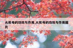 火炭母的功效与作用,火炭母的功效与作用图片