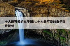 十大最可爱的虫子图片,十大最可爱的虫子图片视频