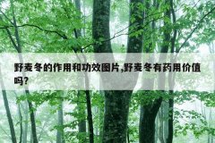 <b>野麦冬的作用和功效图片,野麦冬有药用价值吗?</b>