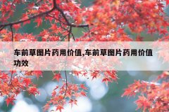 车前草图片药用价值,车前草图片药用价值 功效
