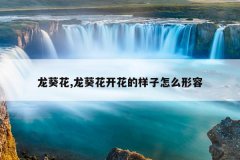 龙葵花,龙葵花开花的样子怎么形容