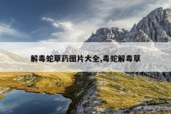 <b>解毒蛇草药图片大全,毒蛇解毒草</b>