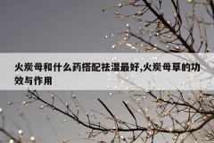 <b>火炭母和什么药搭配祛湿最好,火炭母草的功效与作用</b>